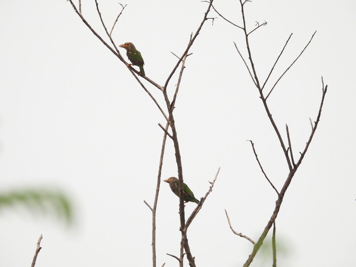 Lineated Barbet - ML638097062