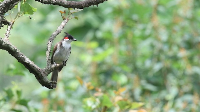Red-whiskered Bulbul - ML638097063