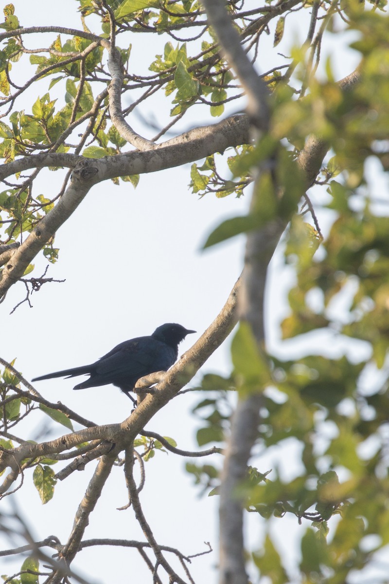 leskoptev jihoafrická - ML638097064