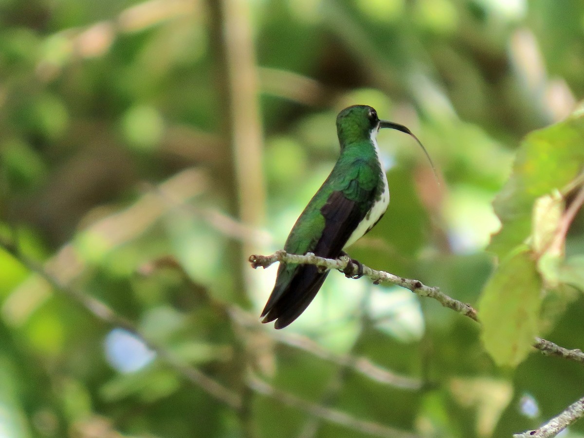 Black-throated Mango - ML638097102
