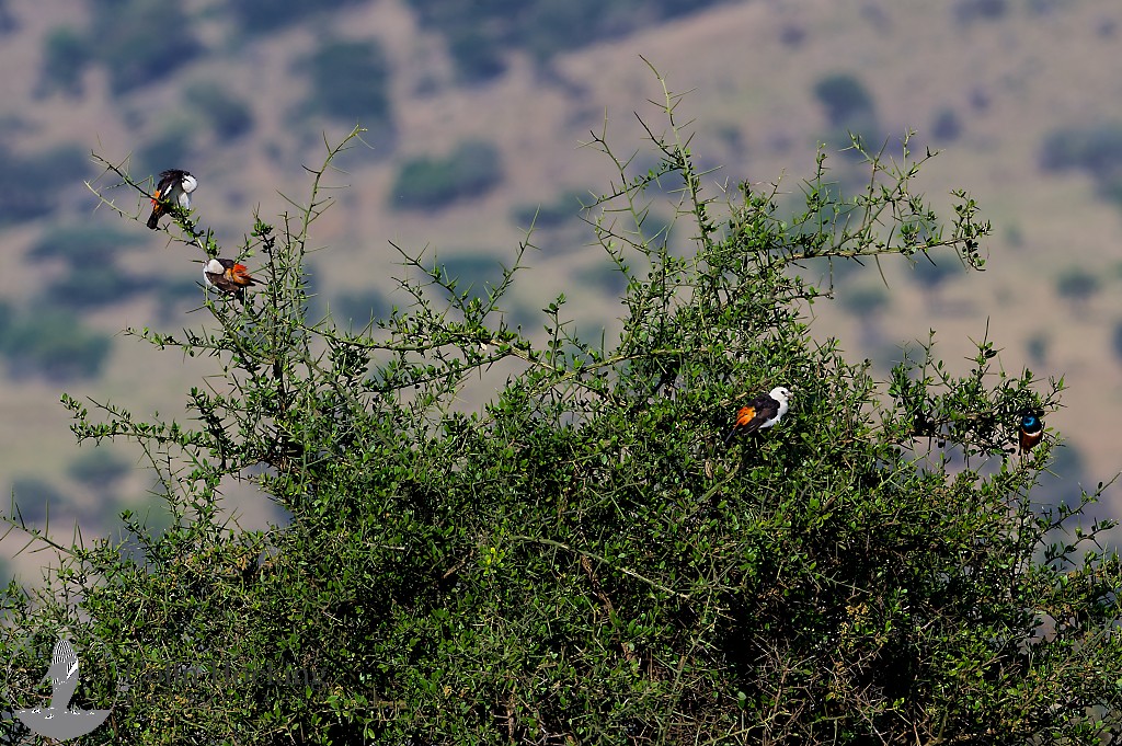 White-headed Buffalo-Weaver - ML638097105