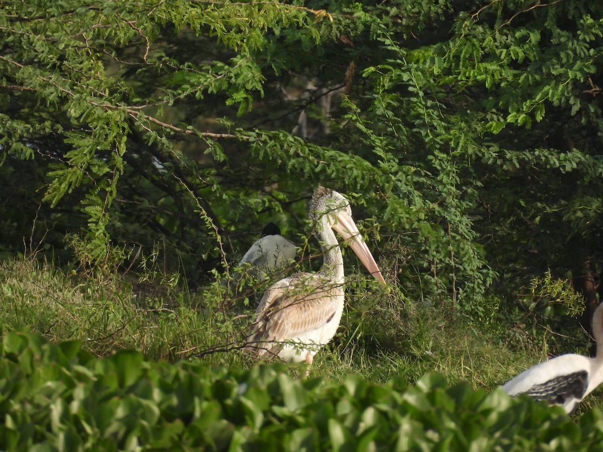 Spot-billed Pelican - ML638097116