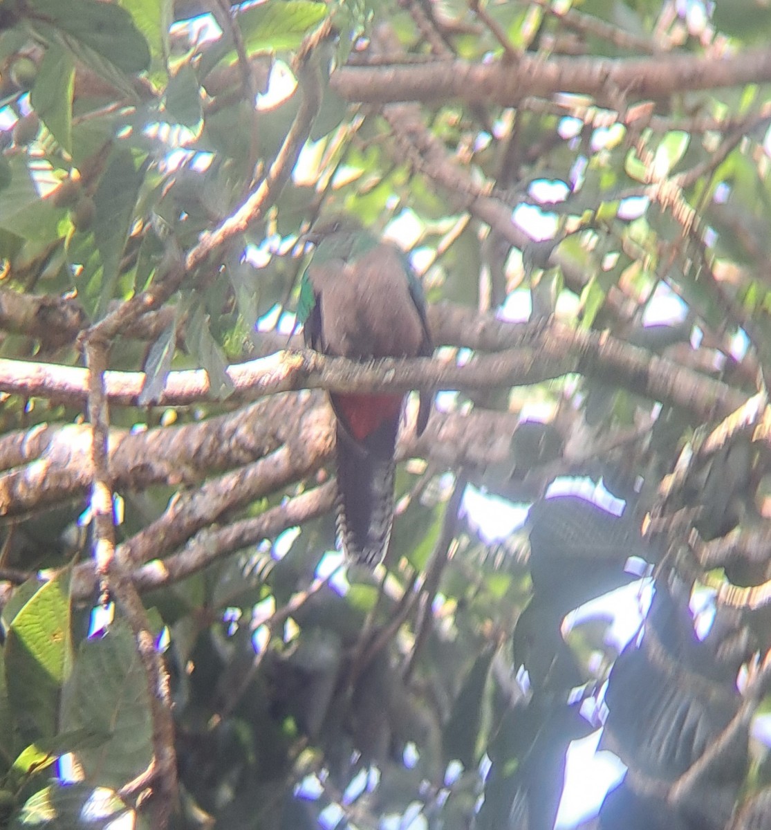 Resplendent Quetzal - ML638097159