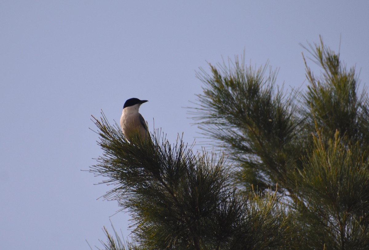 Iberian Magpie - ML638097192