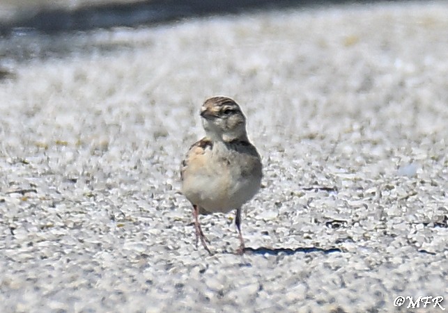 Greater Short-toed Lark - ML638097209