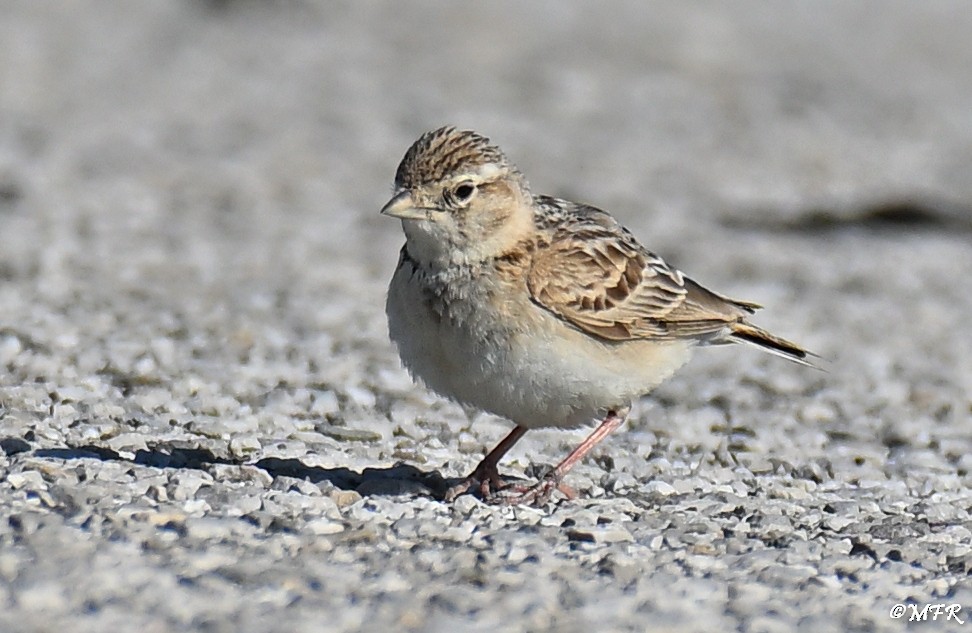 Greater Short-toed Lark - ML638097210