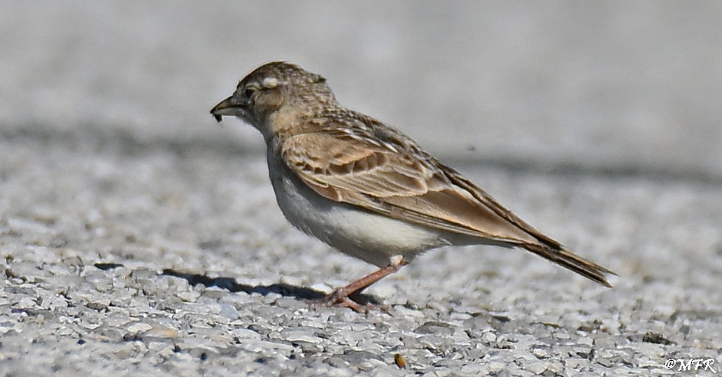 Greater Short-toed Lark - ML638097211