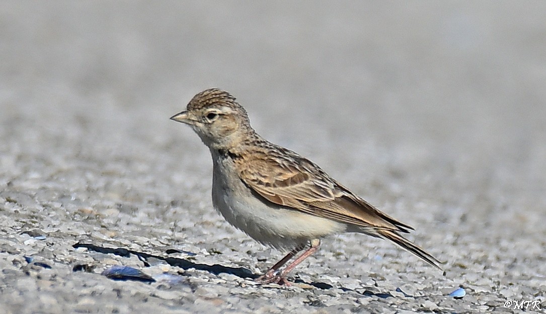 Greater Short-toed Lark - ML638097212