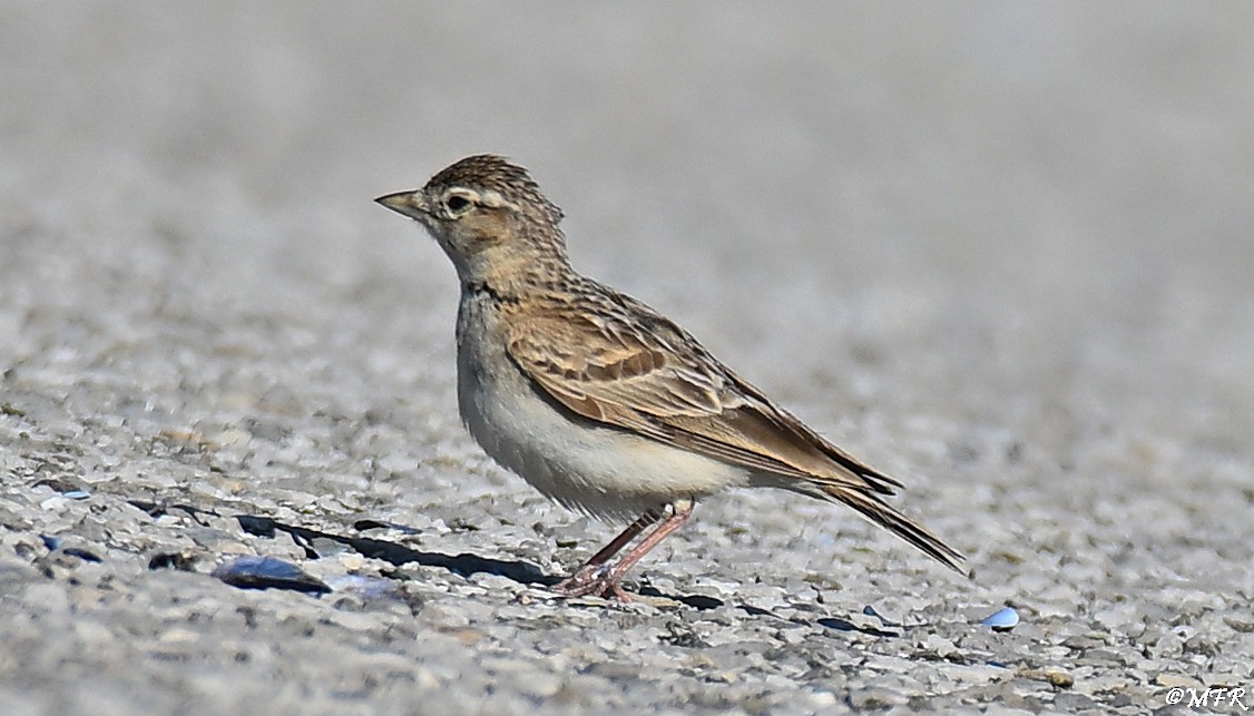 Greater Short-toed Lark - ML638097213