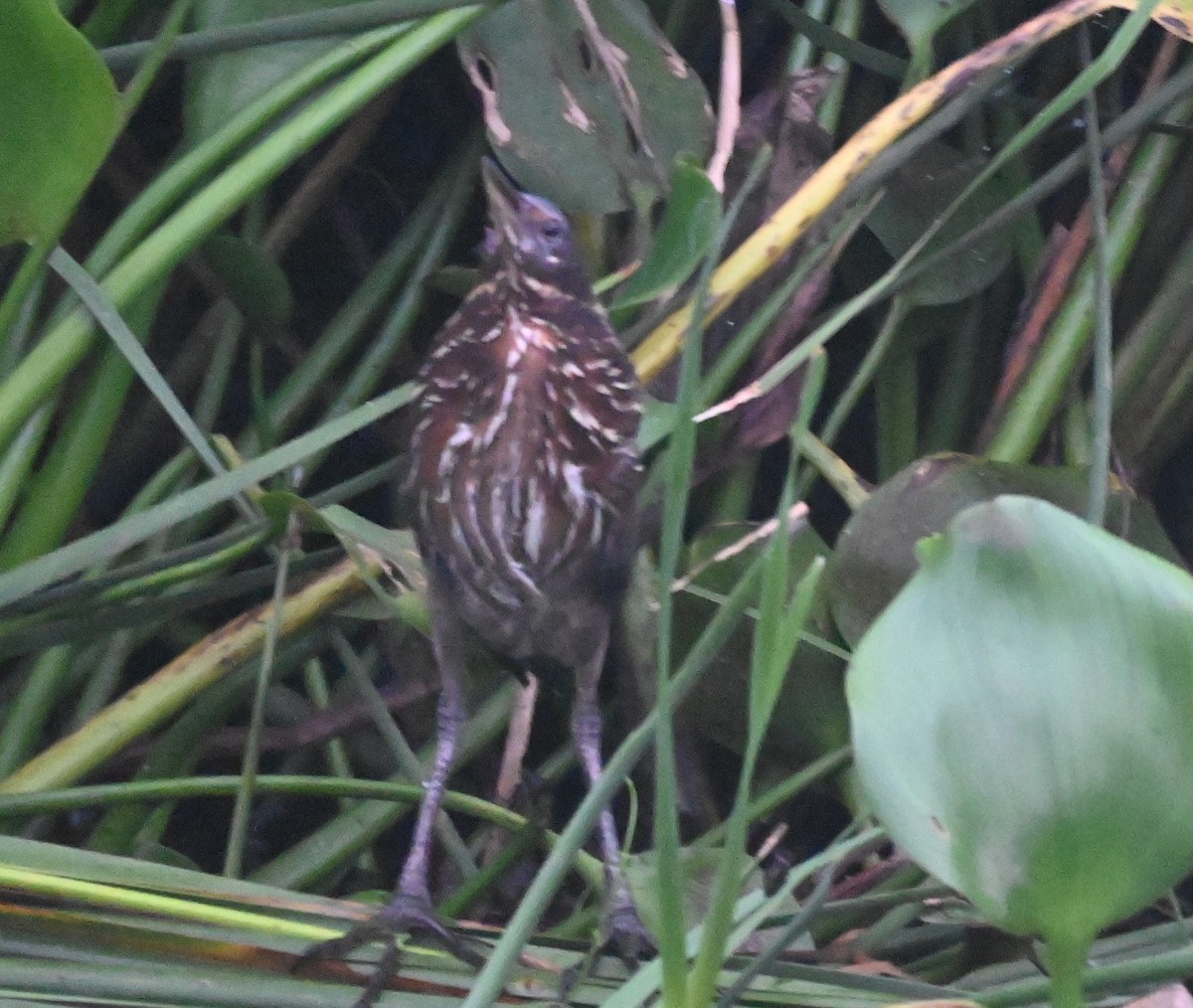 Black Bittern - ML638097221