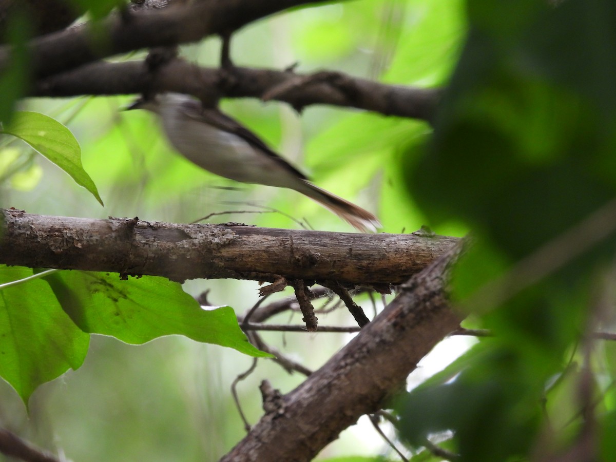 Brown-rumped Minivet - ML638097223