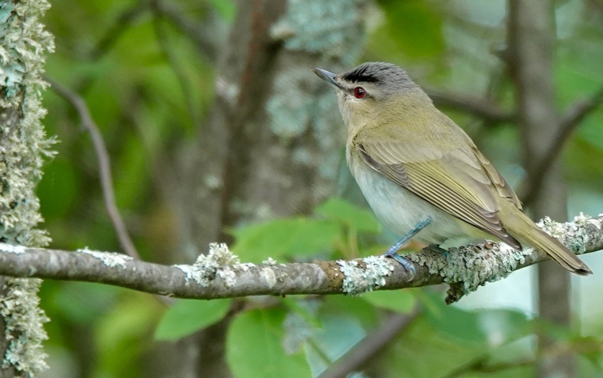 Red-eyed Vireo - ML638097225