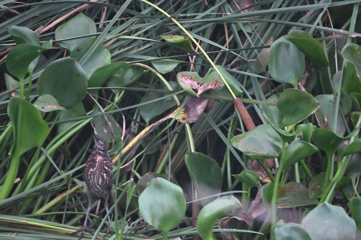 Black Bittern - ML638097230
