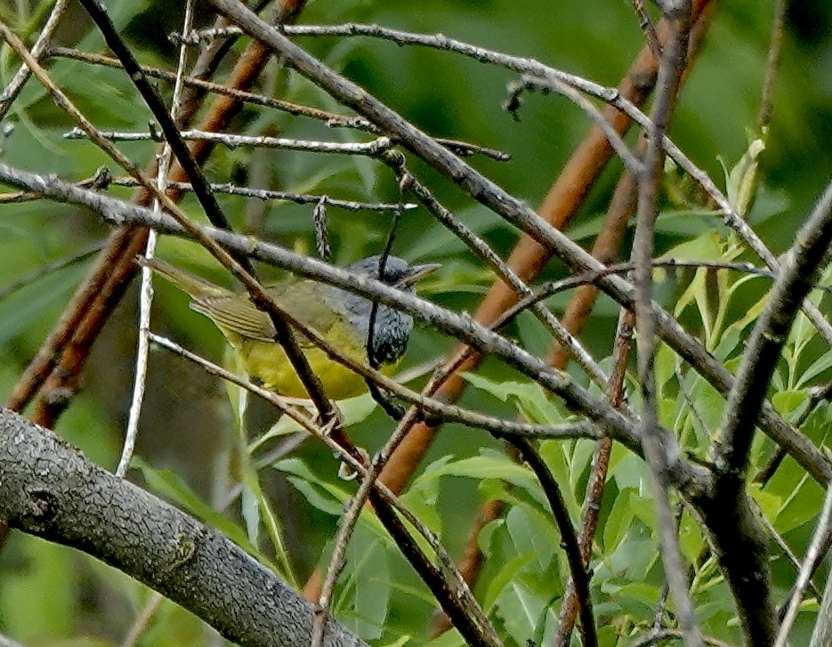 Mourning Warbler - ML638097231