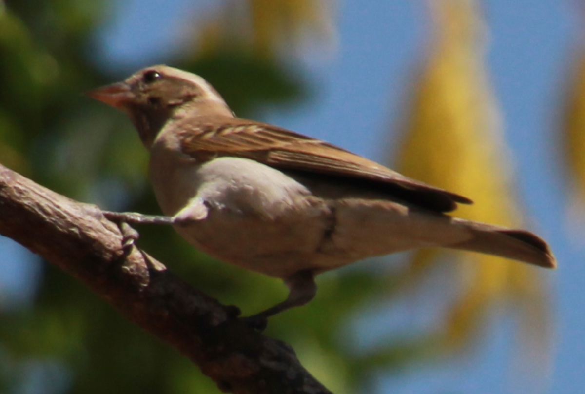 Yellow-throated Bush Sparrow - ML638097236