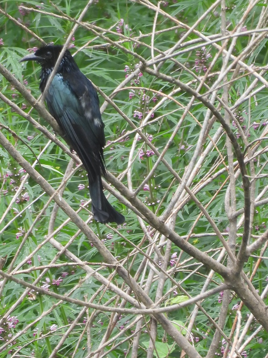Hair-crested Drongo - ML638097248