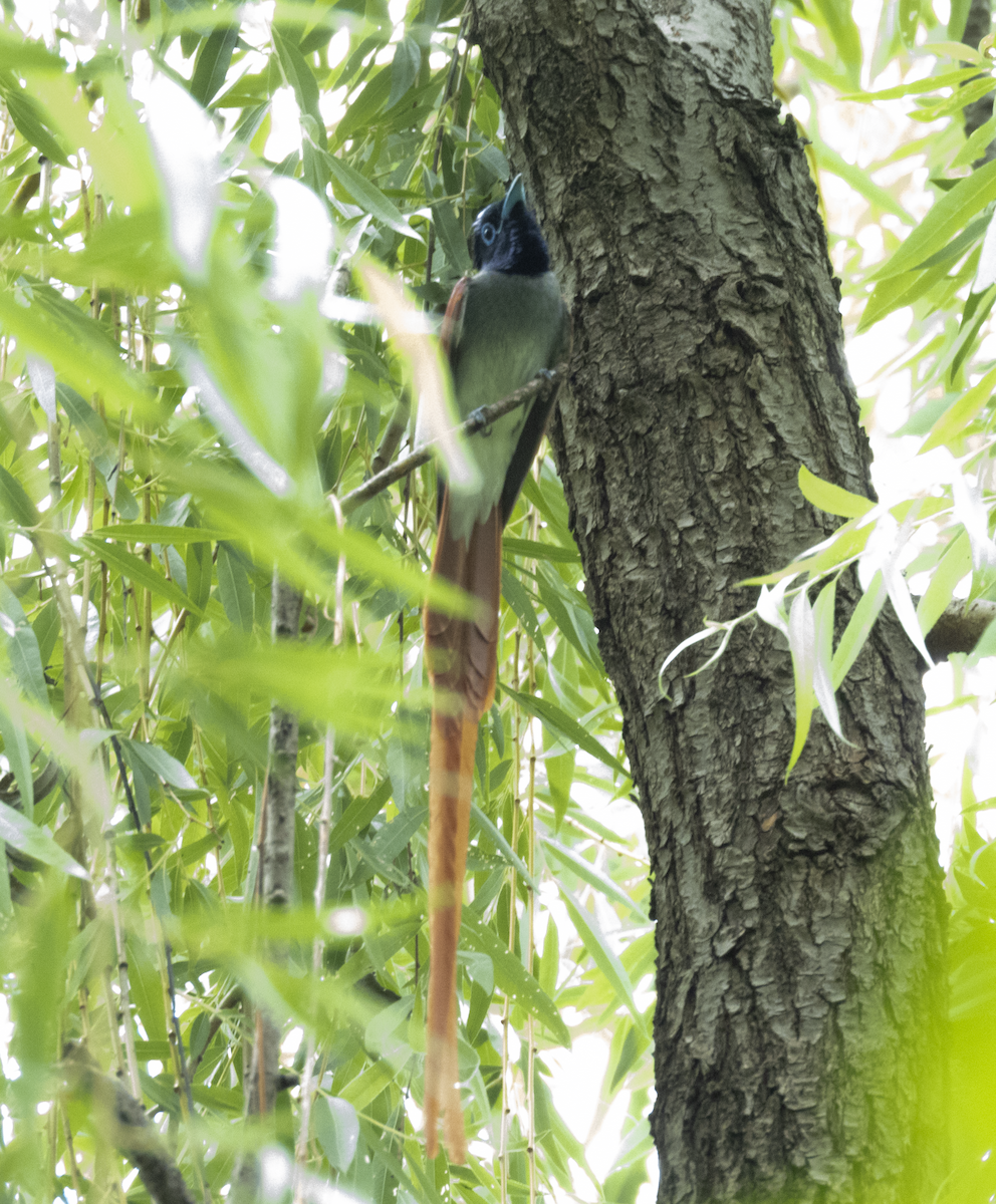 Amur Paradise-Flycatcher - ML638097252