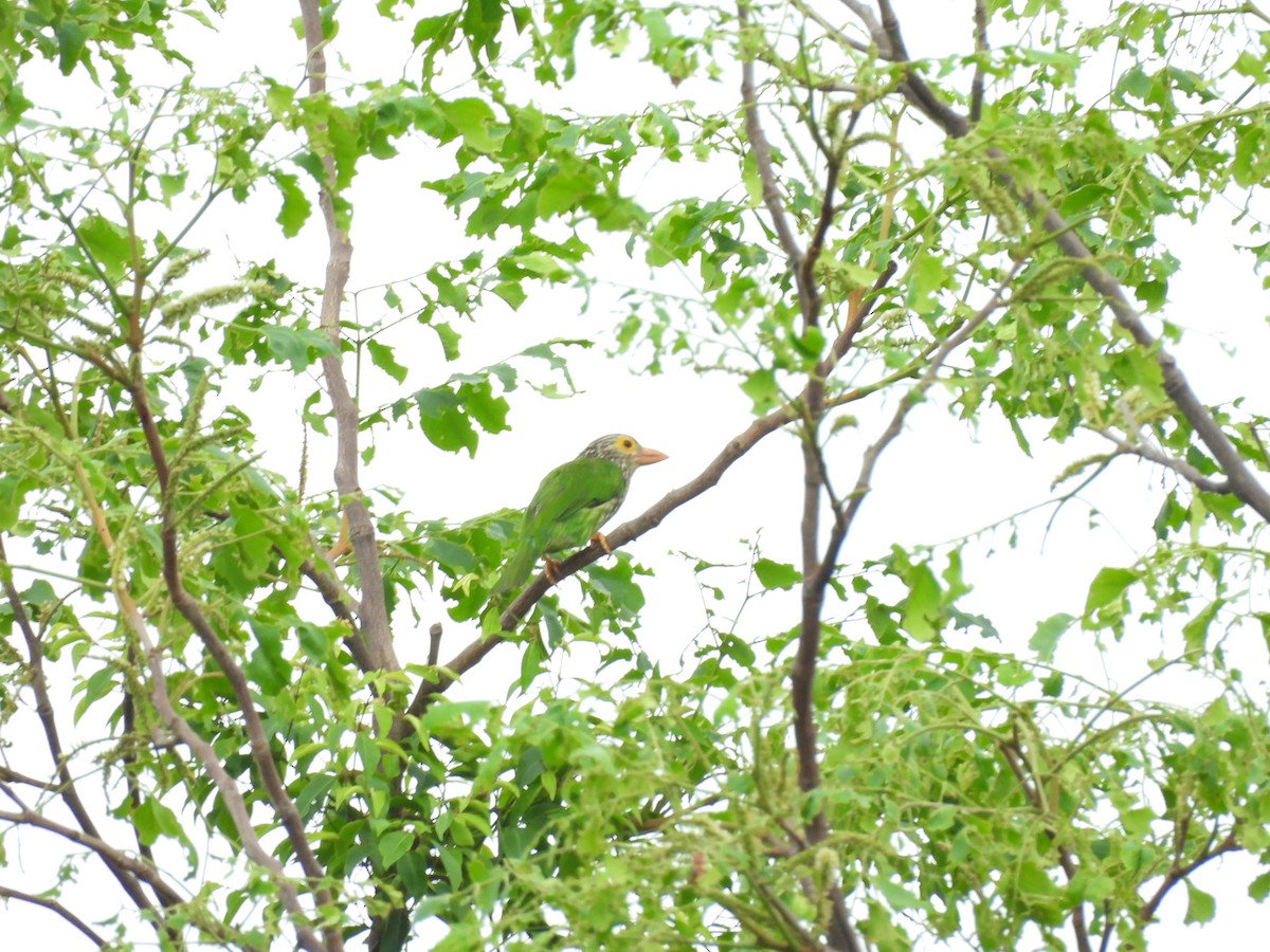 Lineated Barbet - ML638097253