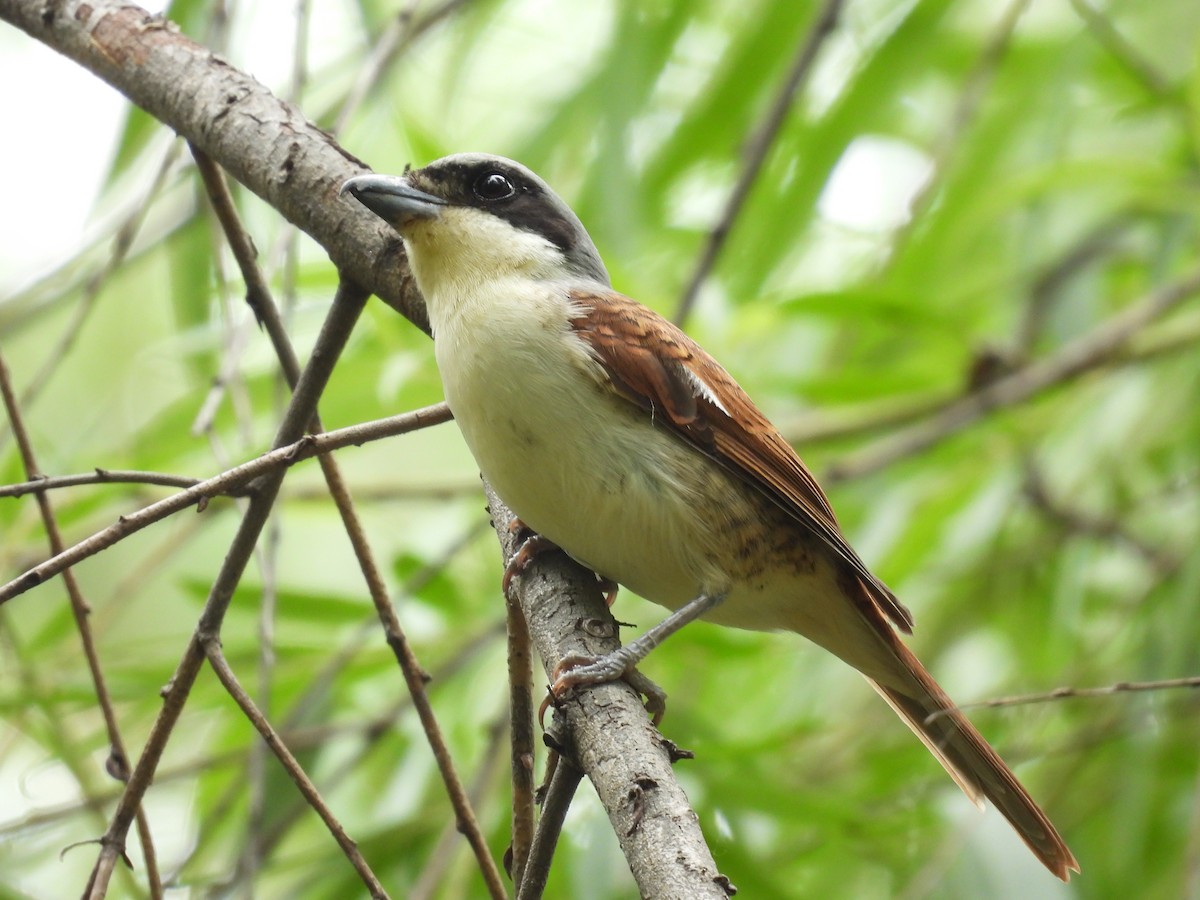 Tiger Shrike - ML638097256