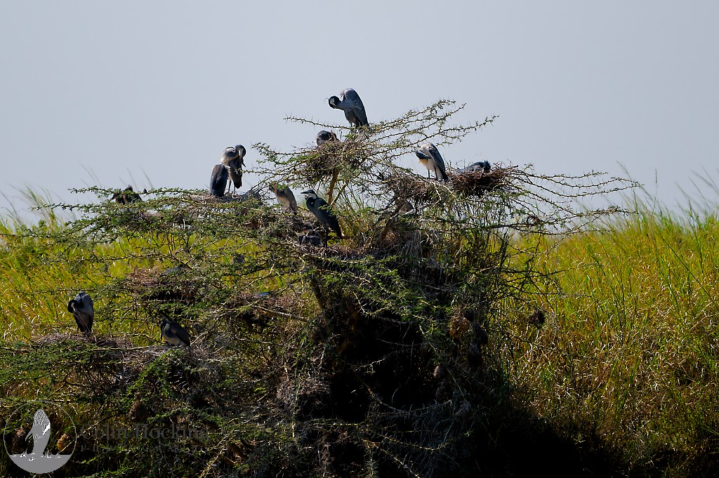 Black-headed Heron - ML638097258