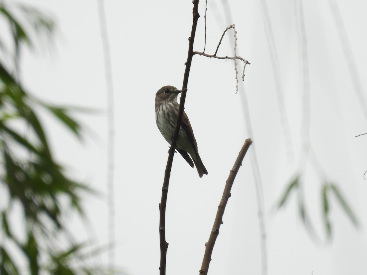 Gray-streaked Flycatcher - ML638097260