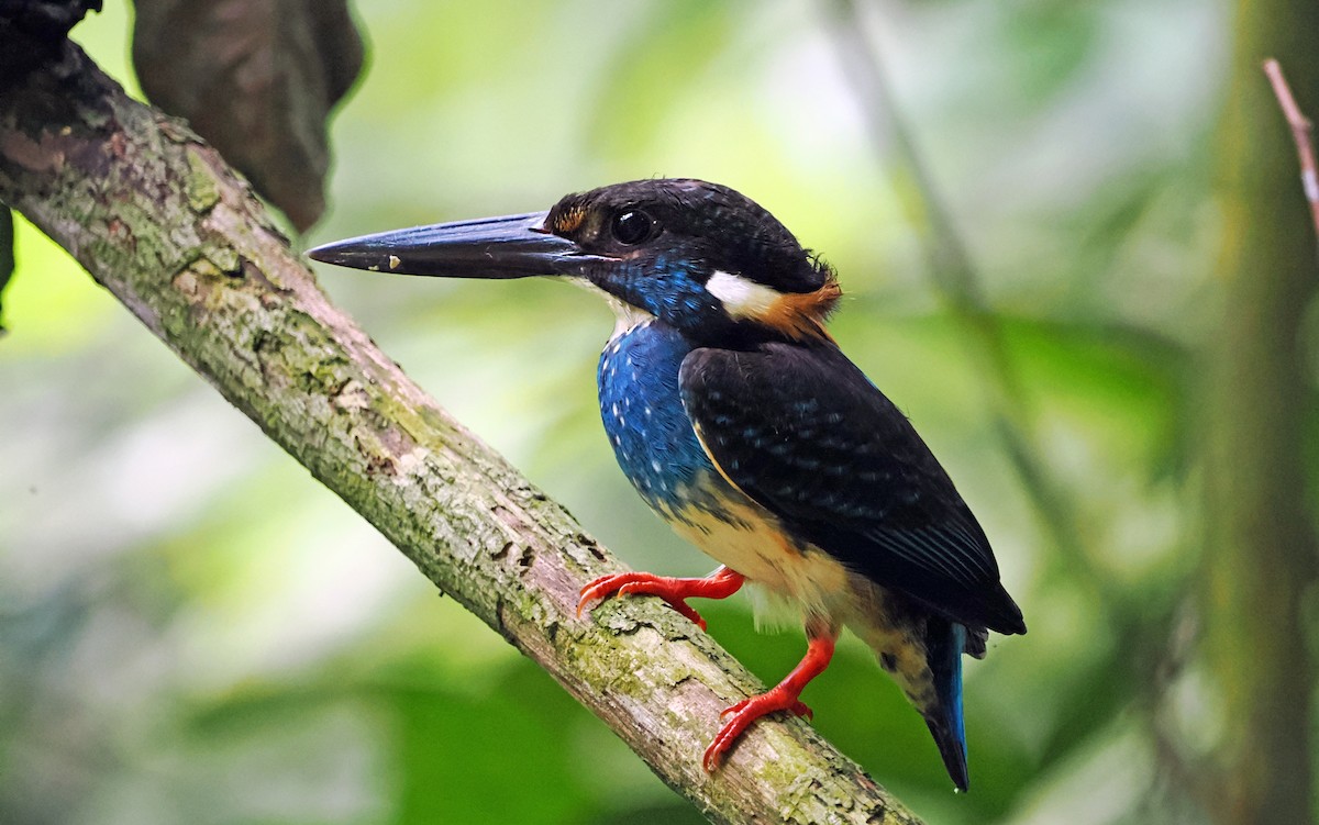 Malaysian Blue-banded Kingfisher - ML638097263