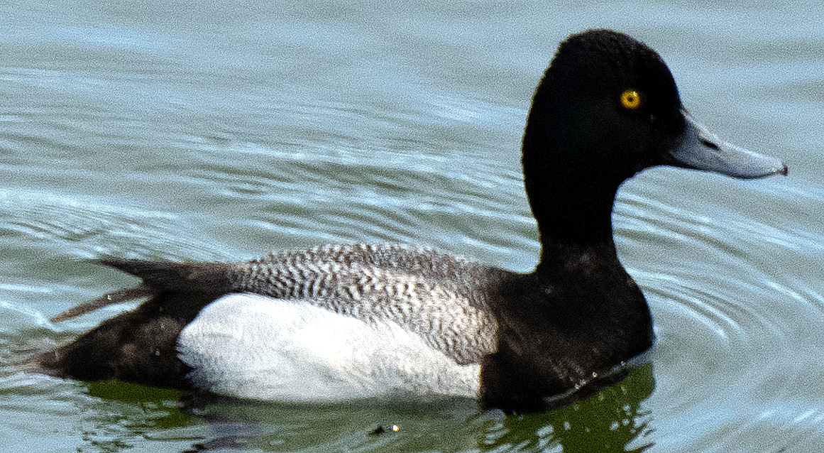 Lesser Scaup - ML638097264