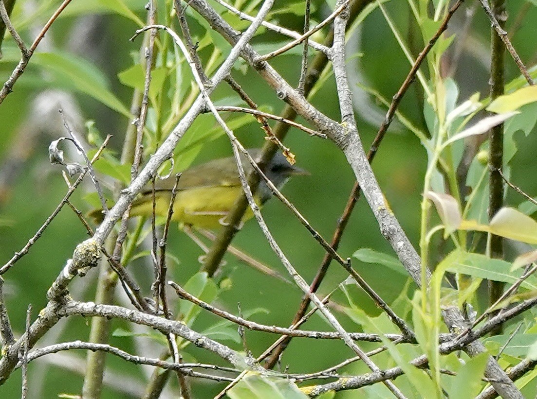Mourning Warbler - ML638097268