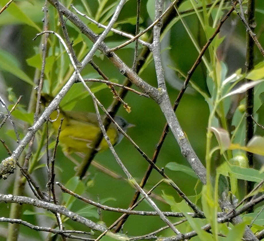 Mourning Warbler - ML638097269