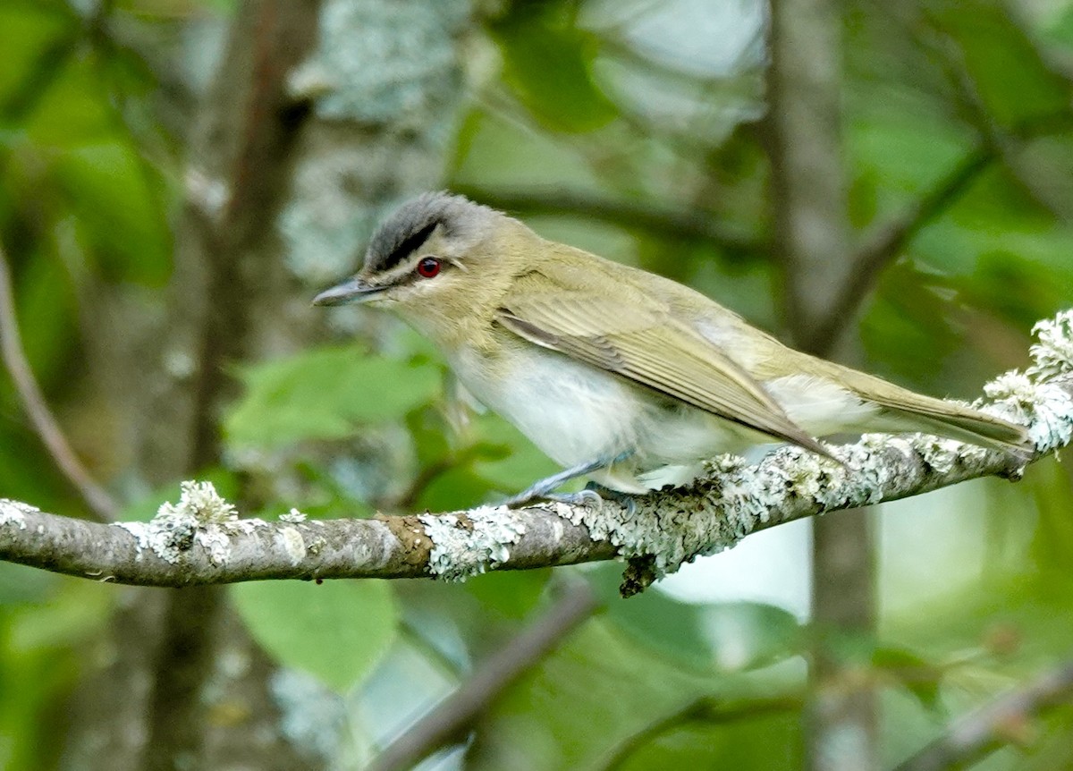 Red-eyed Vireo - ML638097272