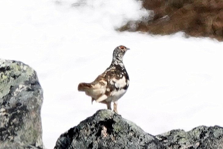 White-tailed Ptarmigan - ML638097297