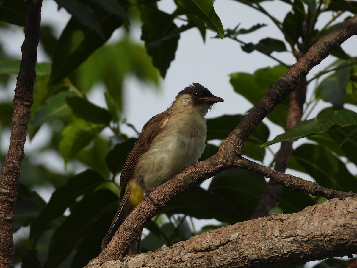 Sooty-headed Bulbul - ML638097305