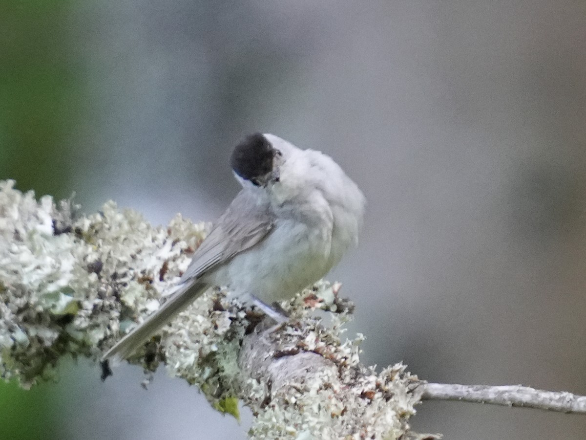 Eurasian Blackcap - ML638097307