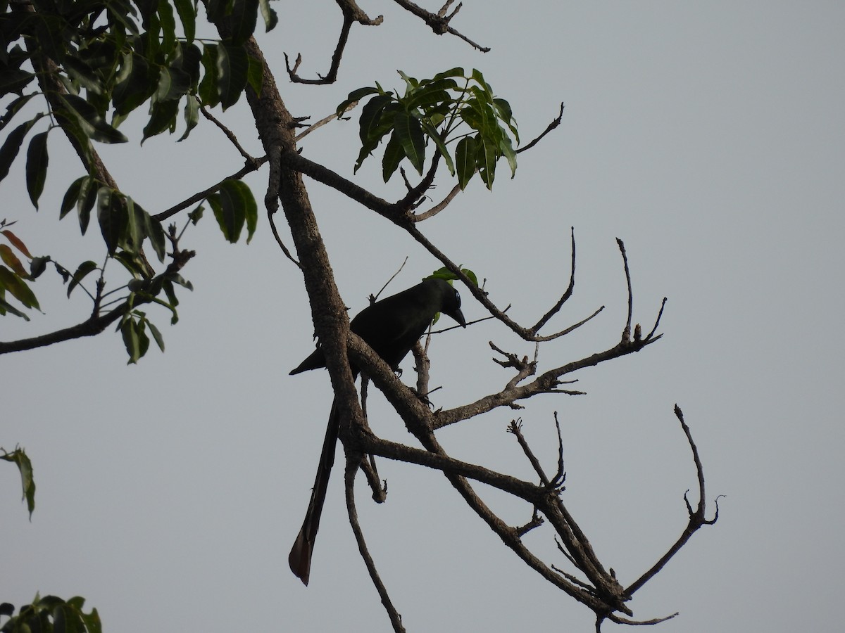 Racket-tailed Treepie - ML638097321