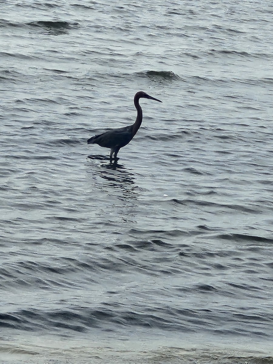 Reddish Egret - ML638097322