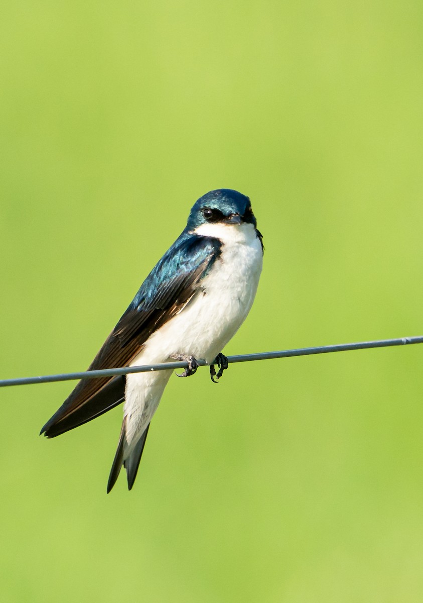 Tree Swallow - ML638097334