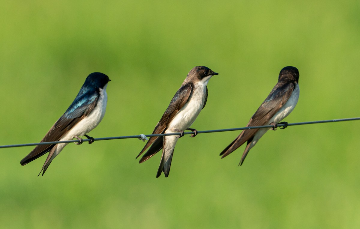Tree Swallow - ML638097339