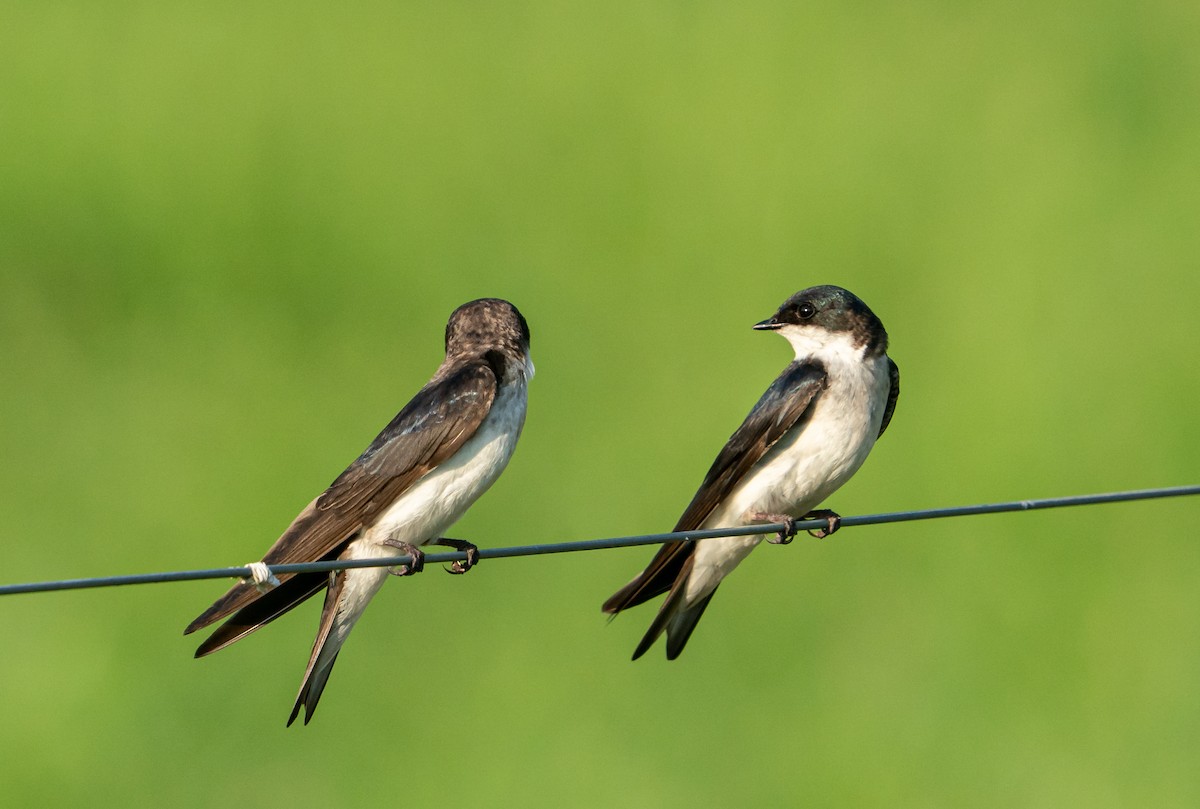 Tree Swallow - ML638097340