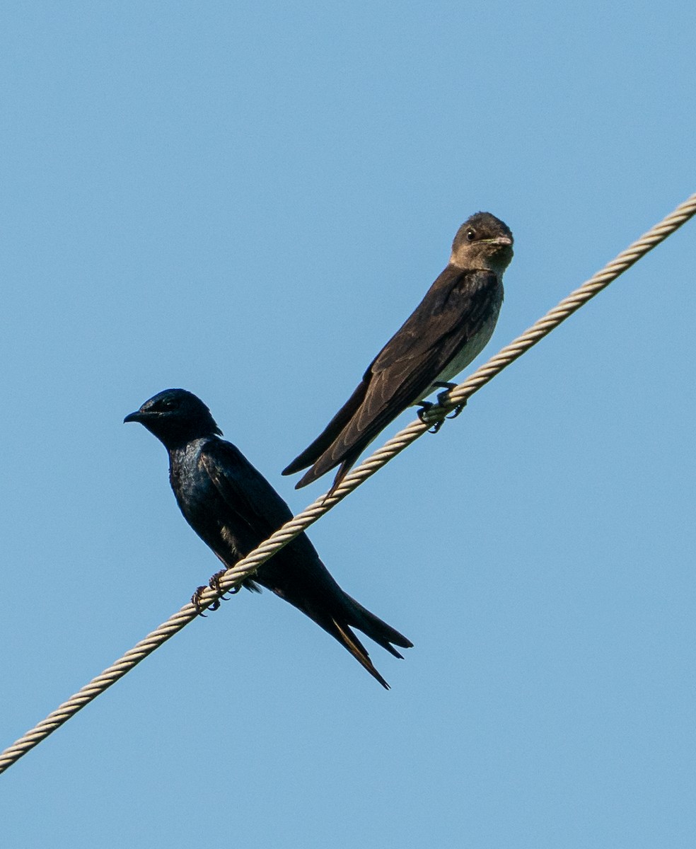 Purple Martin - ML638097341