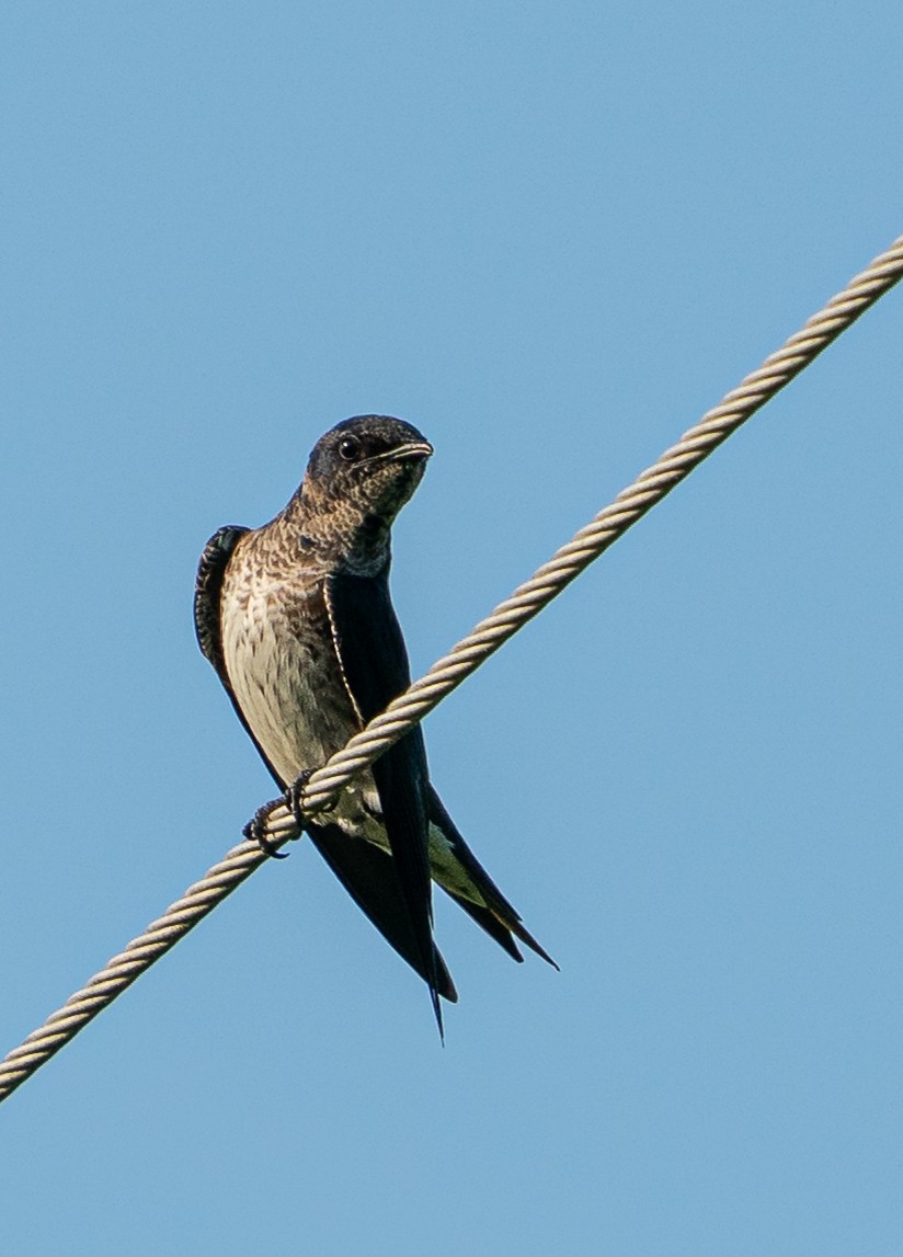 Purple Martin - ML638097345