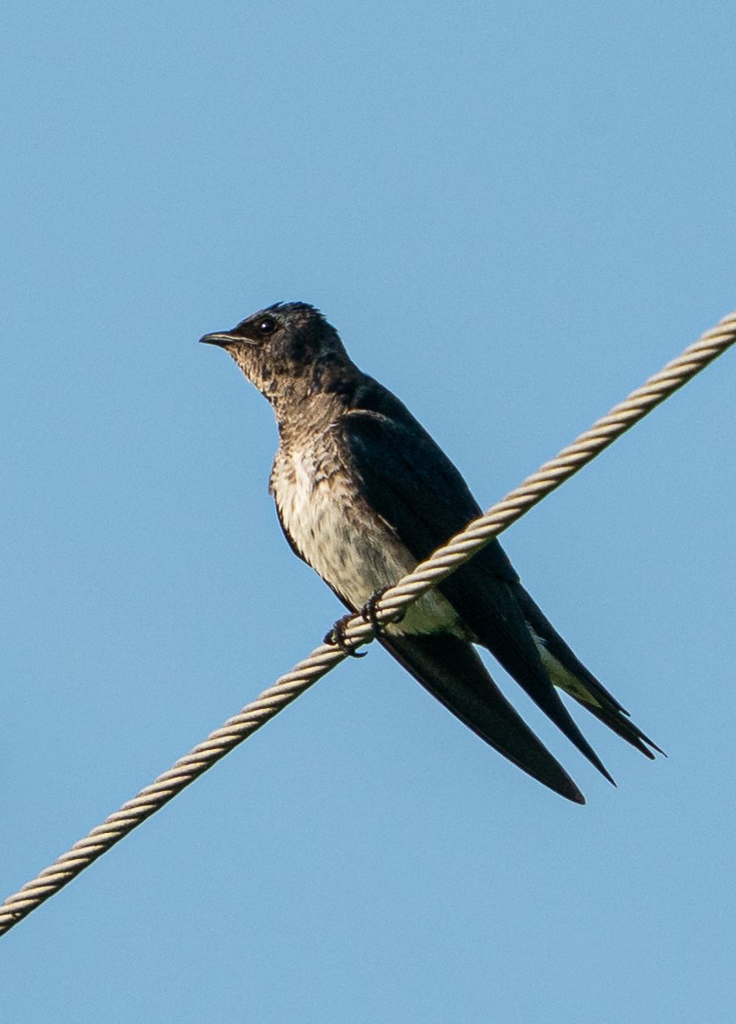 Purple Martin - ML638097347