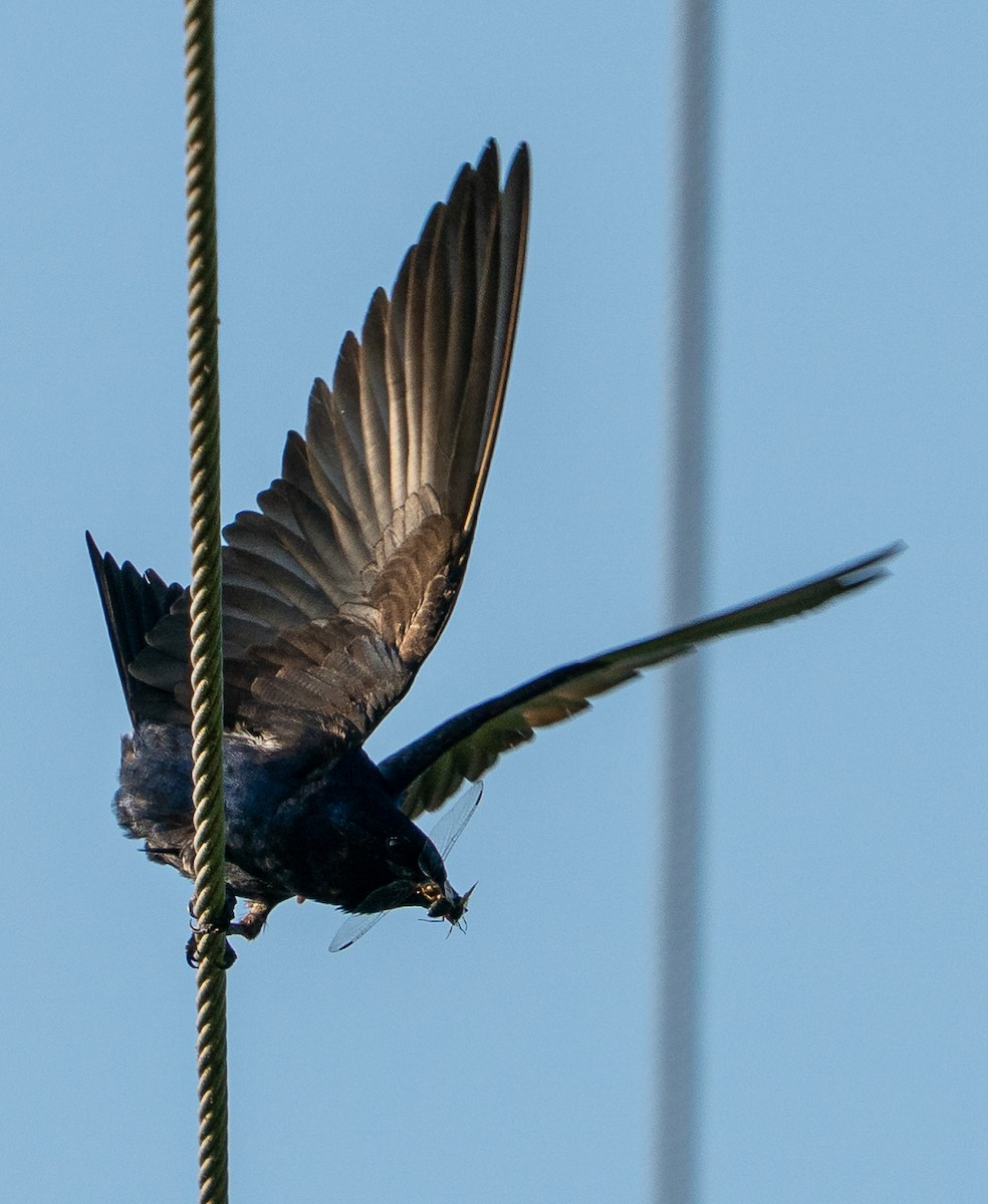 Purple Martin - ML638097352
