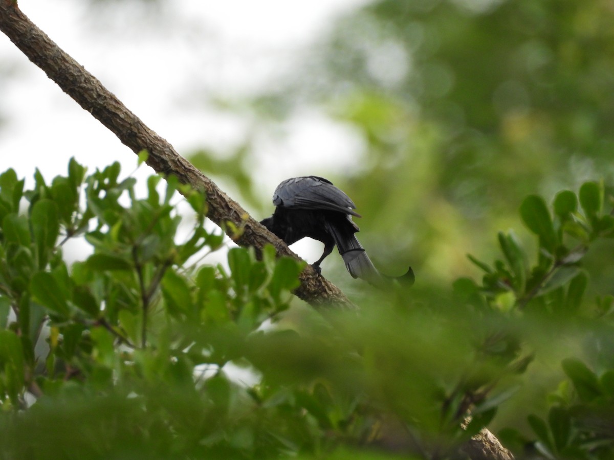 Hair-crested Drongo - ML638097356