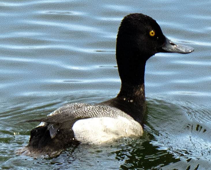 Lesser Scaup - ML638097362