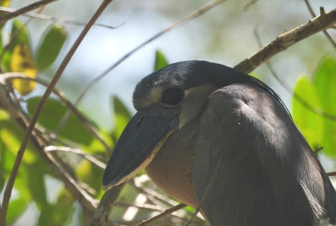 Boat-billed Heron - ML638097398