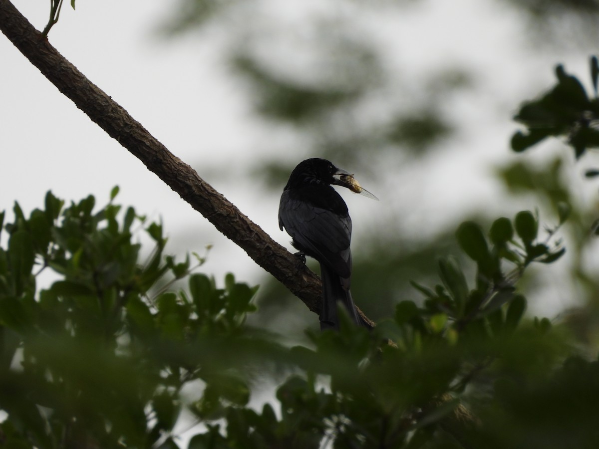 Hair-crested Drongo - ML638097404
