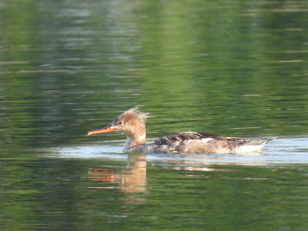Red-breasted Merganser - ML638097427