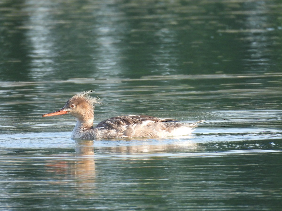 Red-breasted Merganser - ML638097429