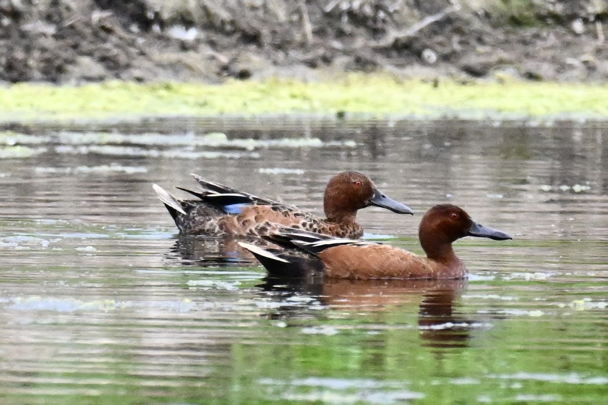 Cinnamon Teal - ML638097455