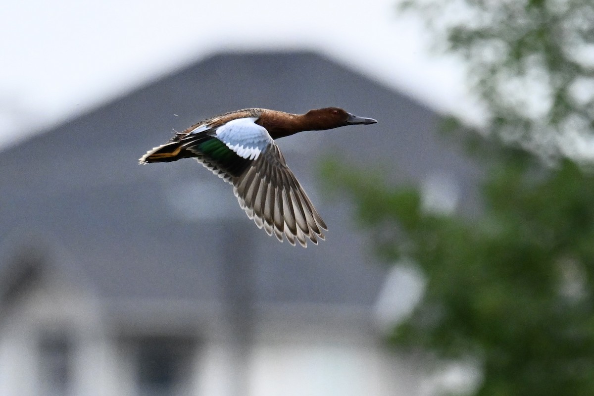 Cinnamon Teal - ML638097461